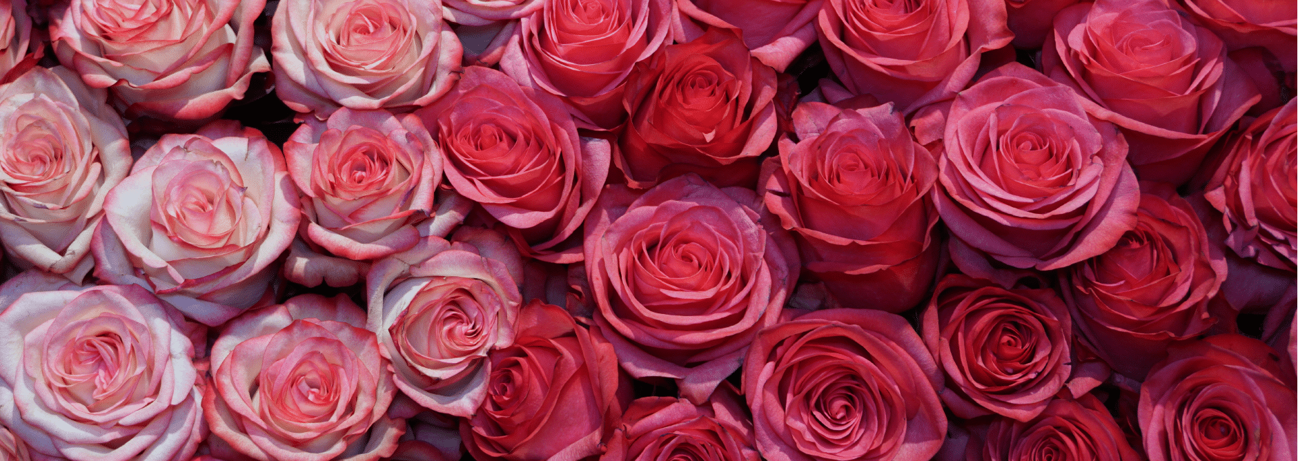 kwiaty róże
